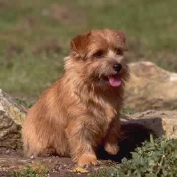 TERRIER DE NORWICH